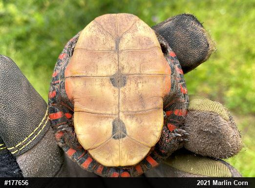 Painted Turtle