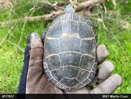 Eastern Painted Turtle