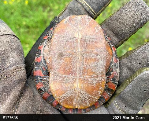 Painted Turtle