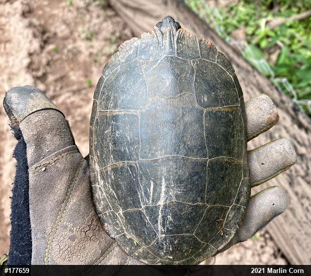 Eastern Painted Turtle