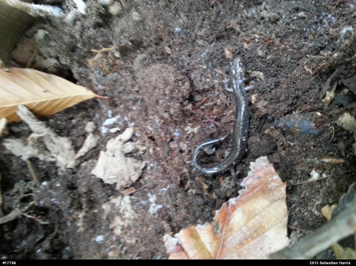 Eastern Red-backed  Salamander