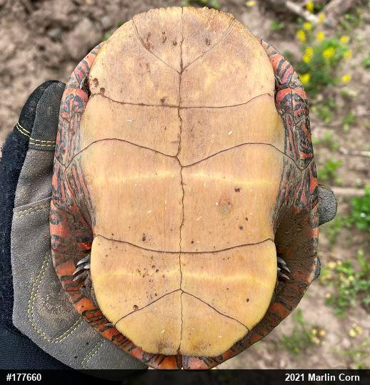 Painted Turtle