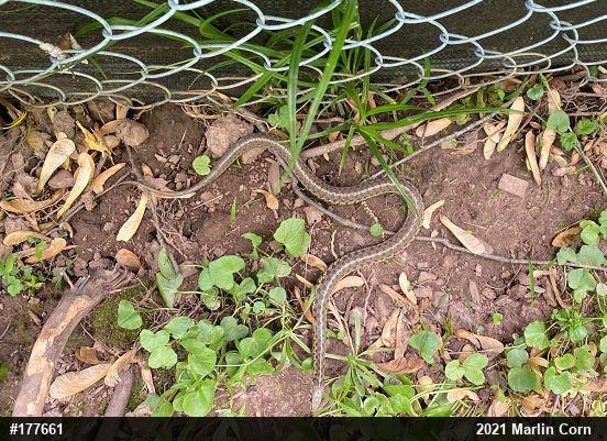Eastern Gartersnake
