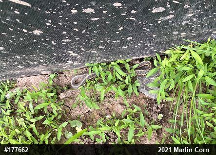 Eastern Gartersnake