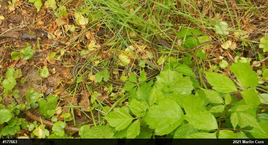 Eastern Gartersnake