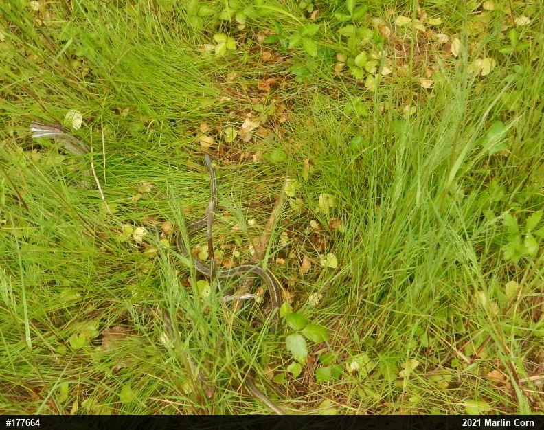 Eastern Gartersnake