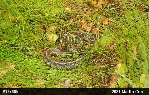 Eastern Gartersnake