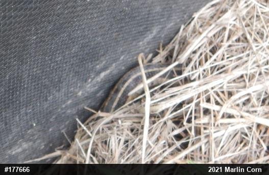 Eastern Gartersnake