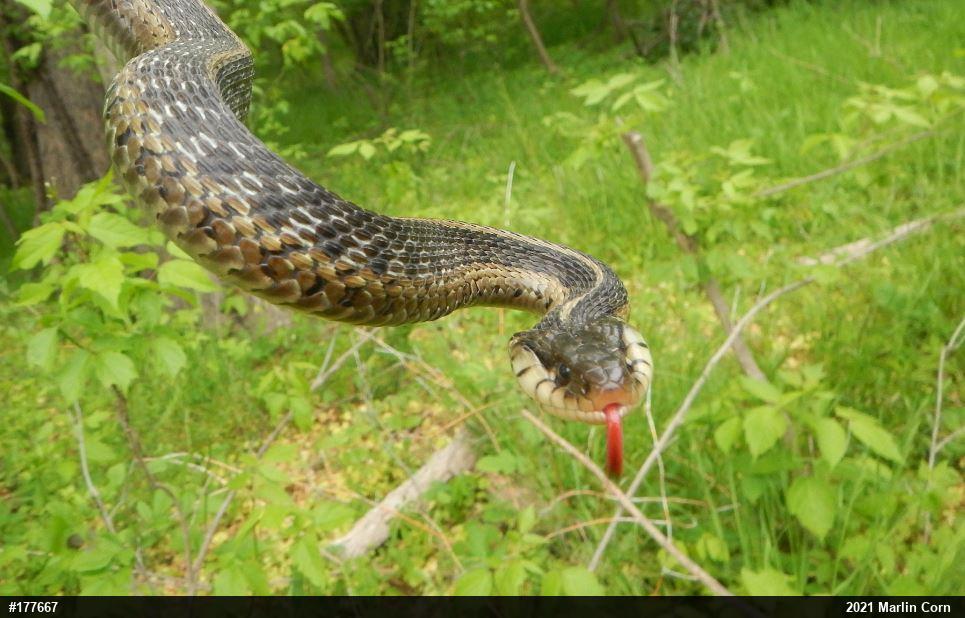 Eastern Gartersnake