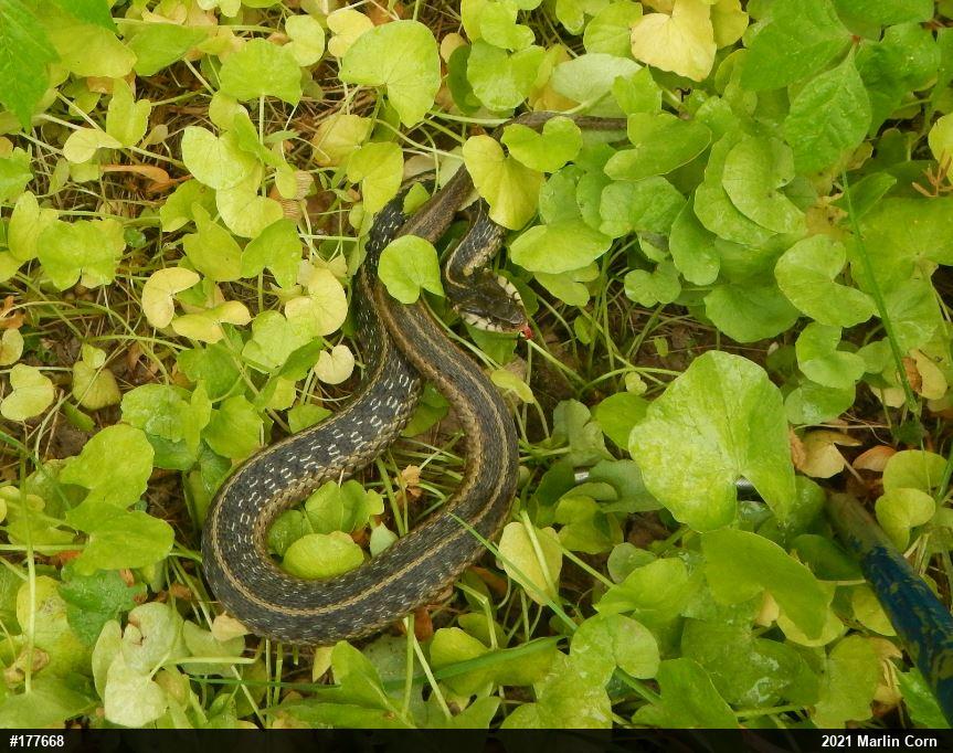 Eastern Gartersnake