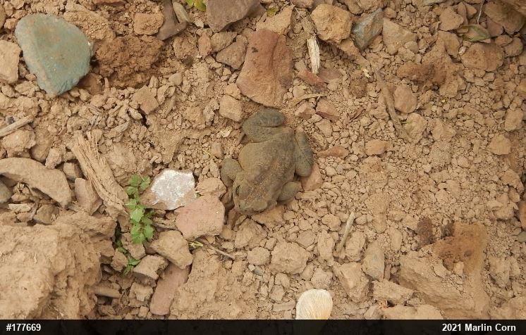 Eastern American Toad