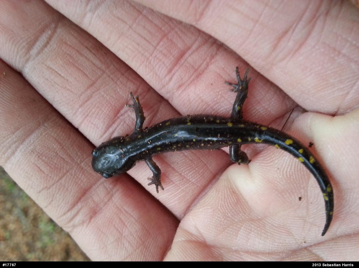 Spotted Salamander