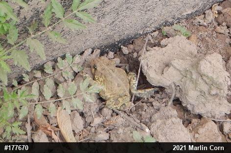 Eastern American Toad