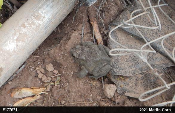 Eastern American Toad