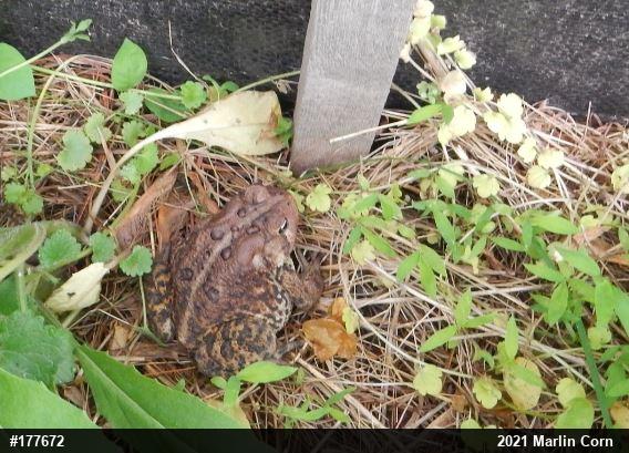 Eastern American Toad