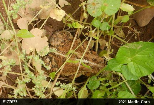 Eastern American Toad