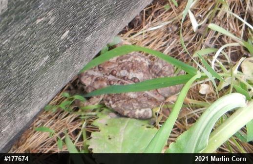 Eastern American Toad