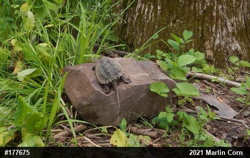 Snapping Turtle