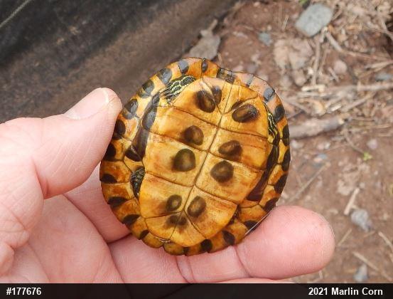 Red-eared Slider