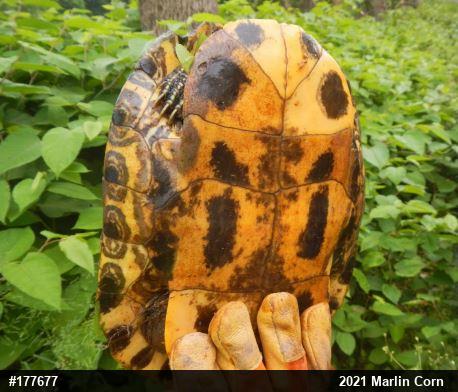 Red-eared Slider