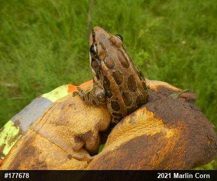 Pickerel Frog