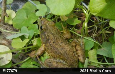Green Frog