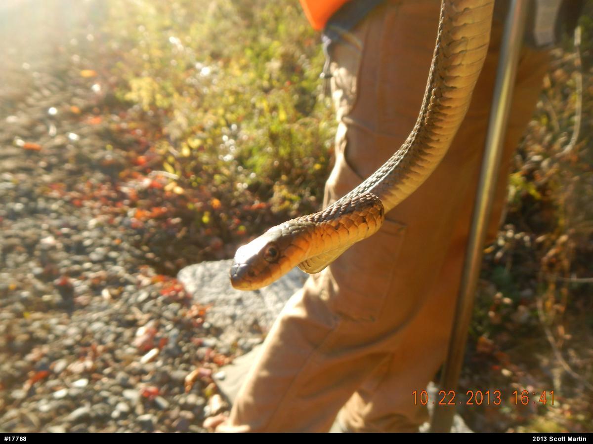 Eastern Gartersnake