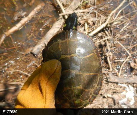 Eastern Painted Turtle