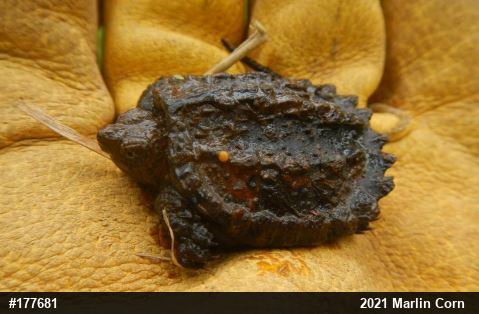 Snapping Turtle