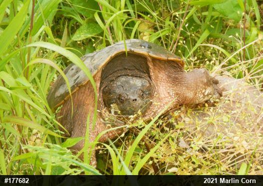 Snapping Turtle