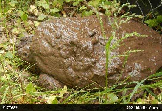 Snapping Turtle