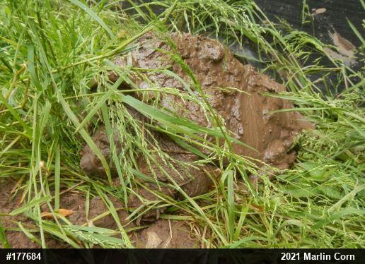 Snapping Turtle