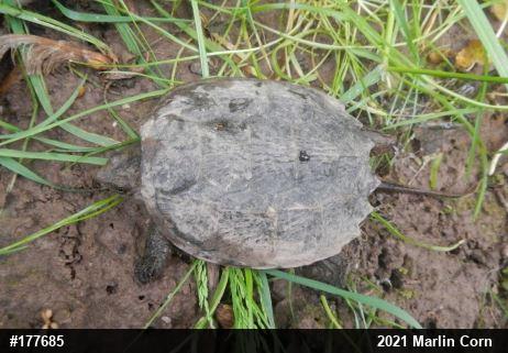 Snapping Turtle