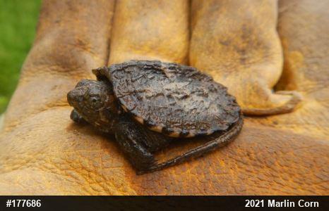 Snapping Turtle