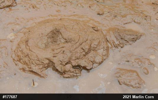 Snapping Turtle