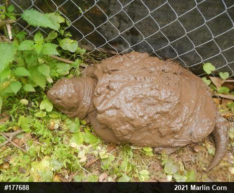 Snapping Turtle