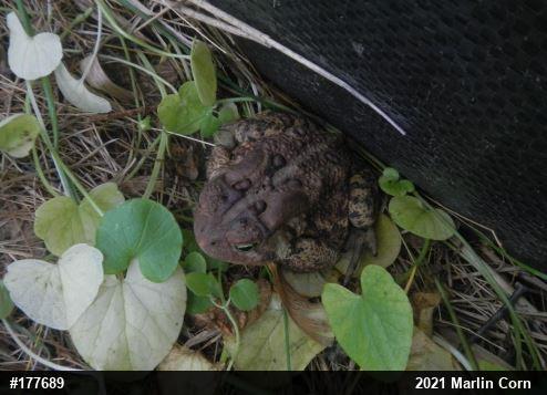 Eastern American Toad