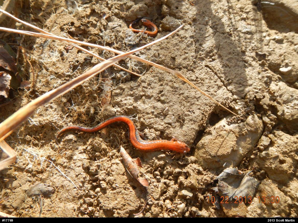 Eastern Red-backed  Salamander