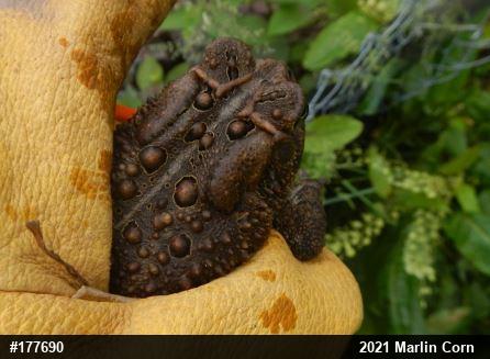 Eastern American Toad