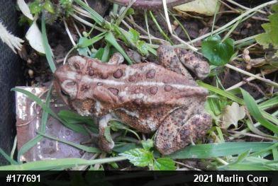 Eastern American Toad