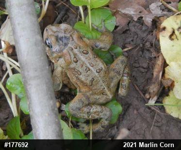 Eastern American Toad