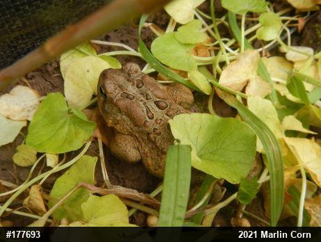 Eastern American Toad