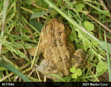 Eastern American Toad