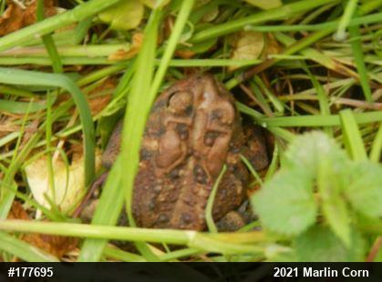 Eastern American Toad