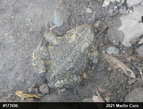 Eastern American Toad