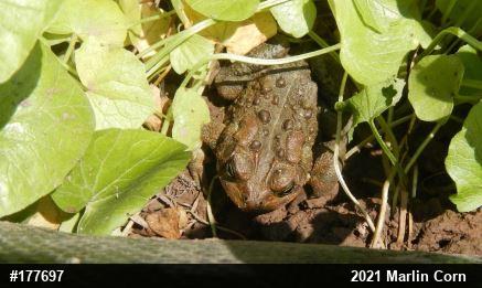Eastern American Toad