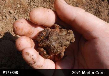 Eastern American Toad