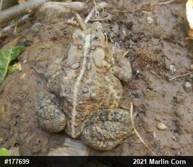 Eastern American Toad