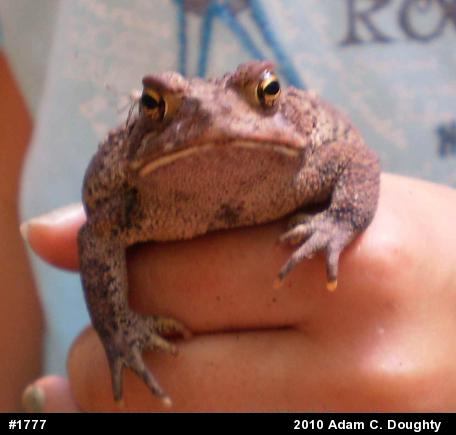 Eastern American Toad