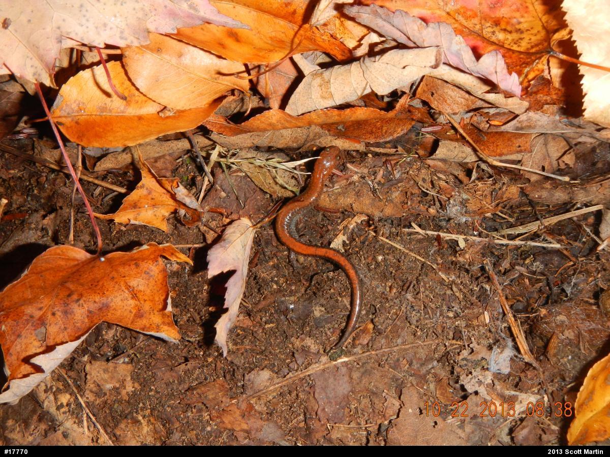Eastern Red-backed  Salamander